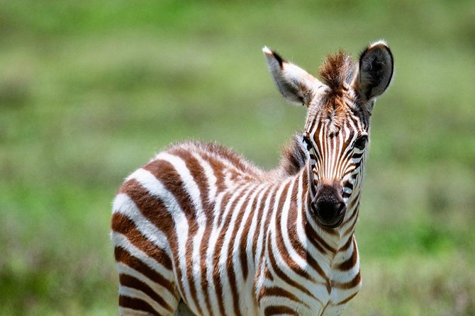 5 days Tanzania wilderness Camping tour. - What the camping format means for you
