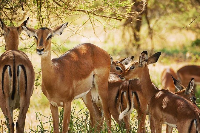 5 days Tanzania wilderness Camping tour. - The human side of the operation