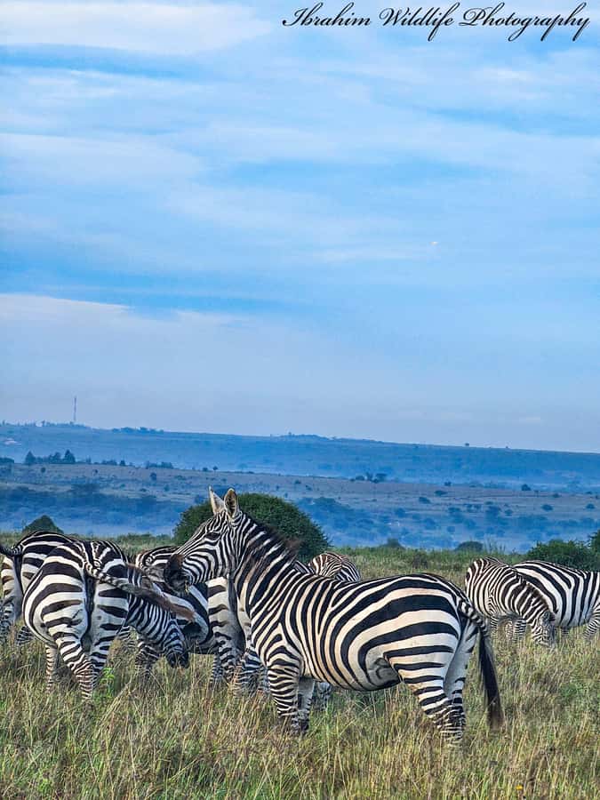 5-Hour Nairobi National Park 4x4 Safari with Free Pickup - Animals you might see in the park