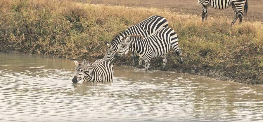 5-Hour Nairobi National Park 4x4 Safari with Free Pickup - What the $80 price really covers