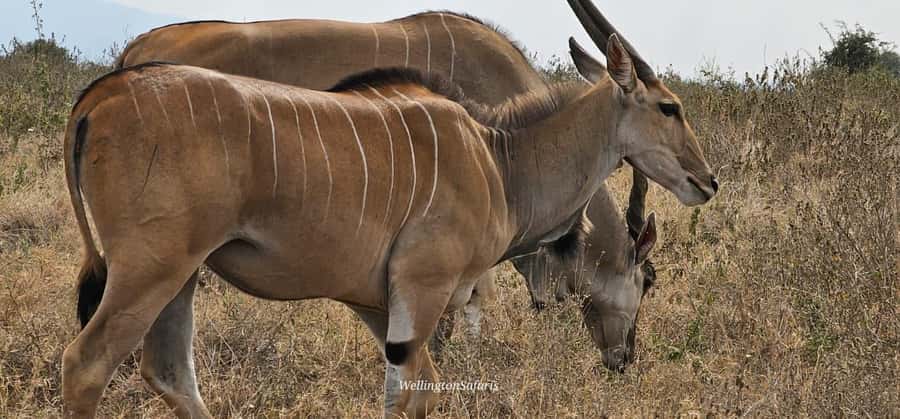 5-Hour Nairobi National Park 4x4 Safari with Free Pickup - The guides can shape the whole day