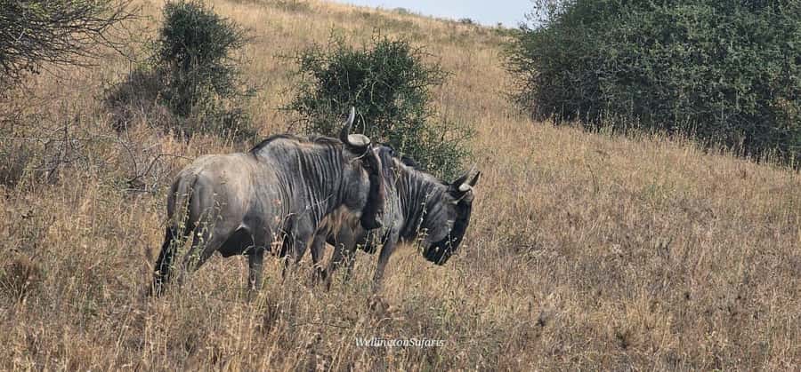 5-Hour Nairobi National Park 4x4 Safari with Free Pickup - Practical advice for a better game drive