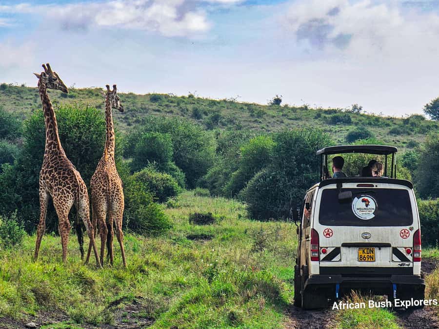5-Hour Nairobi National Park 4x4 Safari with Free Pickup - Who should book this Nairobi safari?