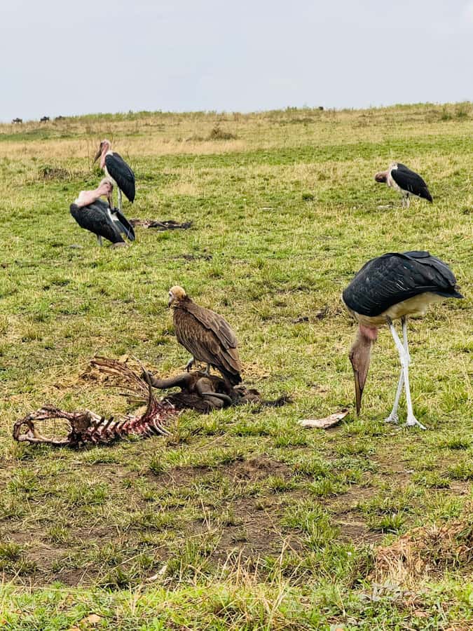 5-Hours Nairobi National Park Game Drive 4x4 Vehicle - A city safari with real wildlife