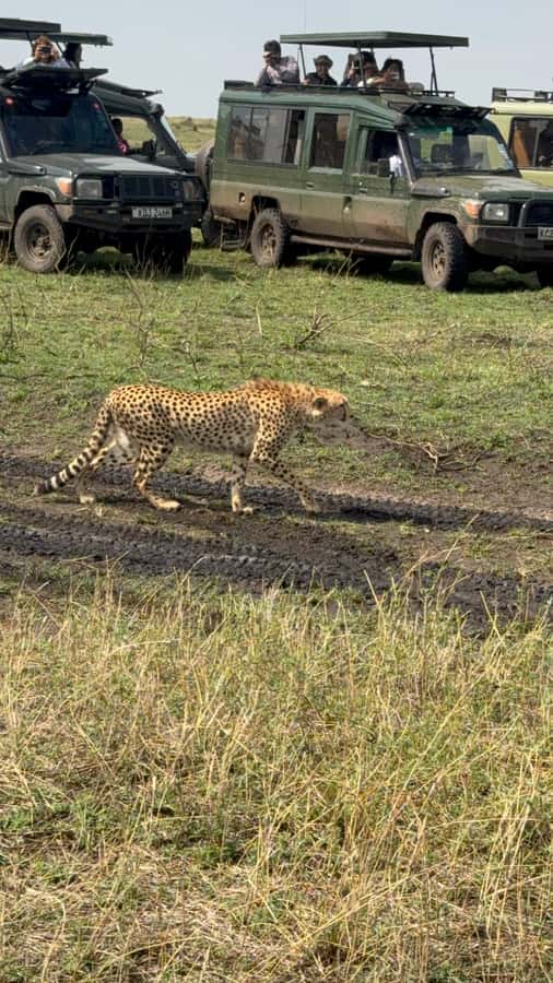 5-Hours Nairobi National Park Game Drive 4x4 Vehicle - Pickup from Nairobi and the 30-minute ride