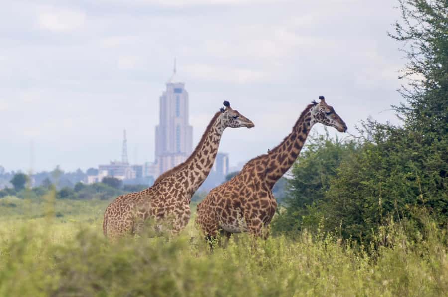 5-Hours Nairobi National Park Game Drive 4x4 Vehicle - Photo opportunities and guide service