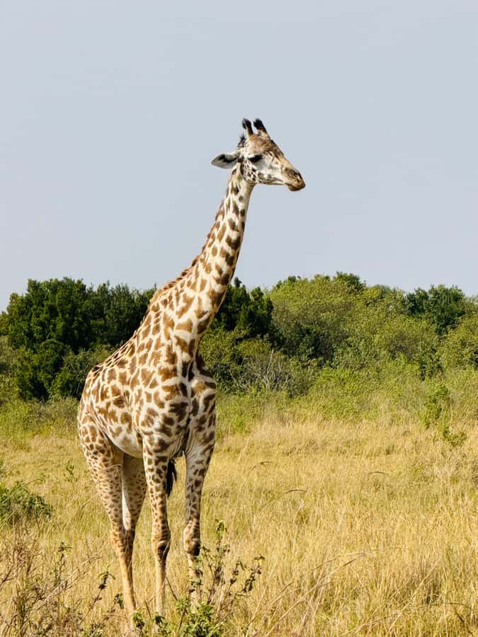 5-Hours Nairobi National Park Game Drive 4x4 Vehicle - The Kazuri Beads Factory stop