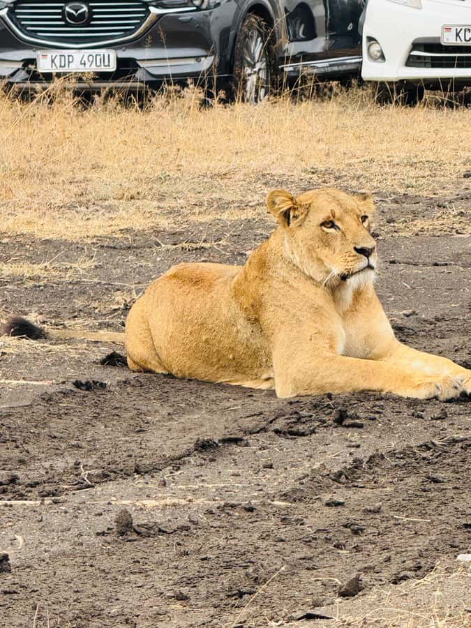 5-Hours Nairobi National Park Game Drive 4x4 Vehicle - Should you book it?