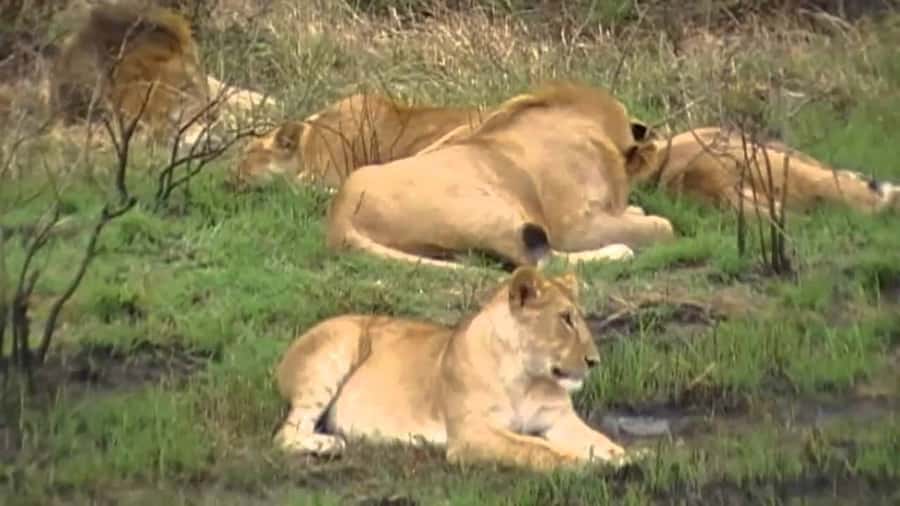 5 Hours Nairobi National Park Game Drive Tour 4x4 Open Roof - Key points to know before booking