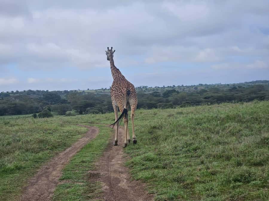 5 Hours Nairobi National Park Game Drive Tour 4x4 Open Roof - Why this short safari works so well