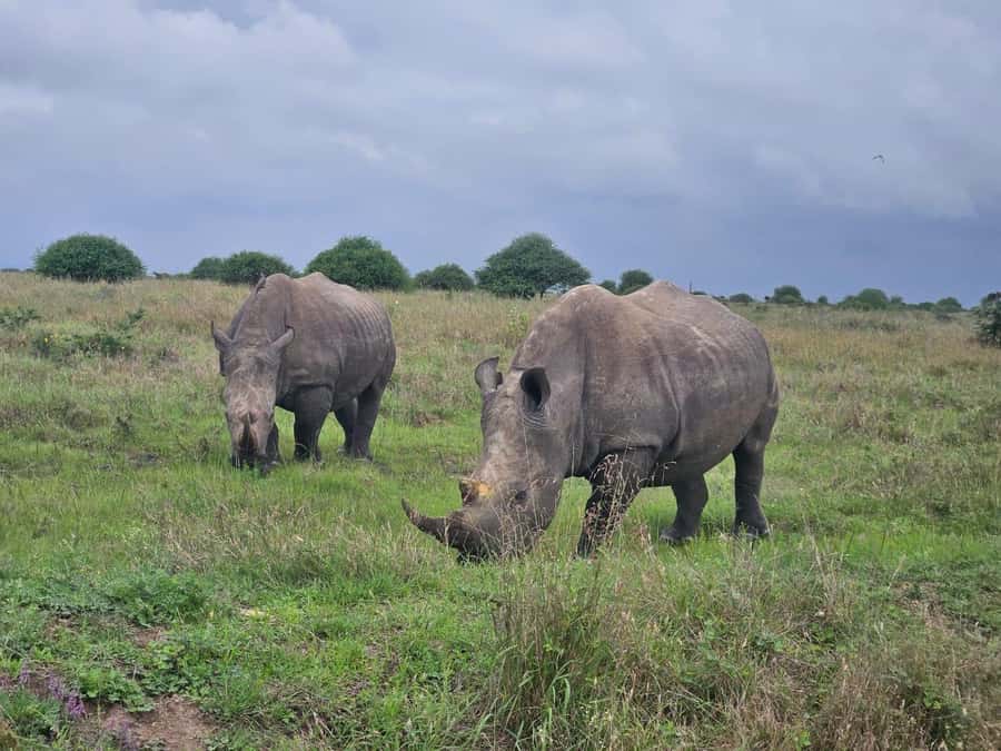 5 Hours Nairobi National Park Game Drive Tour 4x4 Open Roof - Three habitats packed into a small park