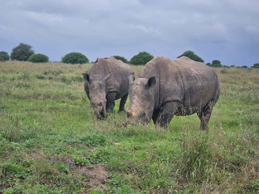 5 Hours Nairobi National Park Game Drive Tour 4x4 Open Roof - Lions, rhinos, and the sunrise wildlife