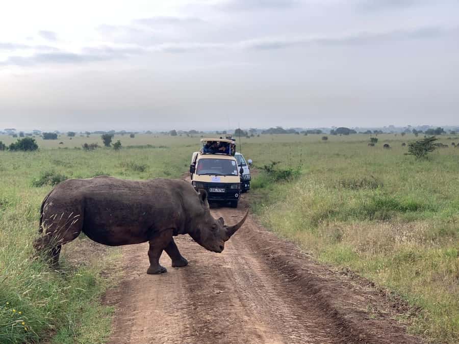 5 Hours Nairobi National Park Game Drive Tour 4x4 Open Roof - Why the absence of elephants matters
