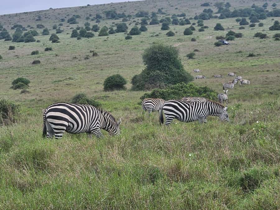 5 Hours Nairobi National Park Game Drive Tour 4x4 Open Roof - The guide can shape the whole morning