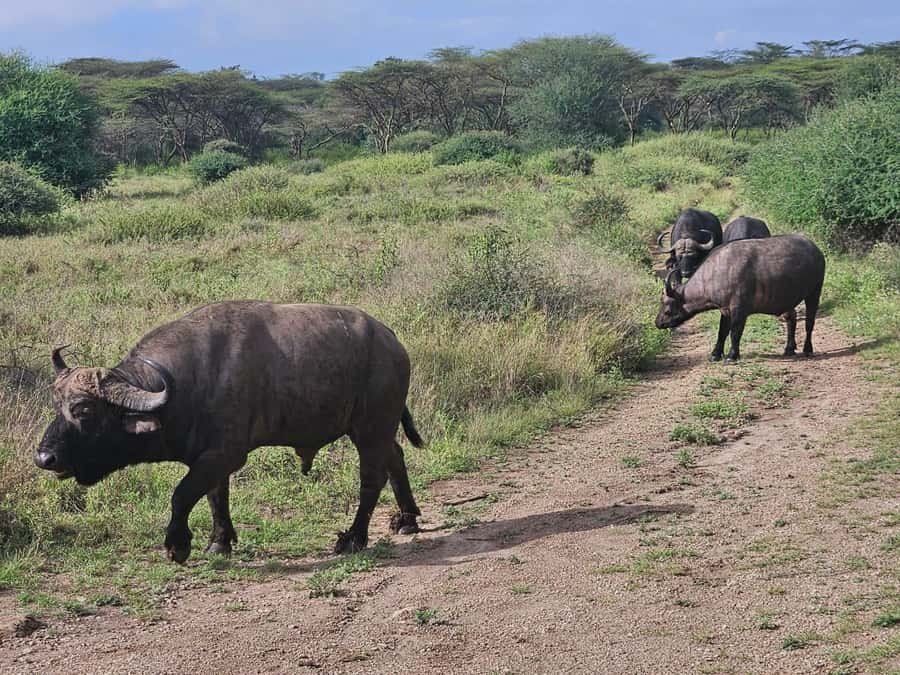 5 Hours Nairobi National Park Game Drive Tour 4x4 Open Roof - What the $80 price really gives you