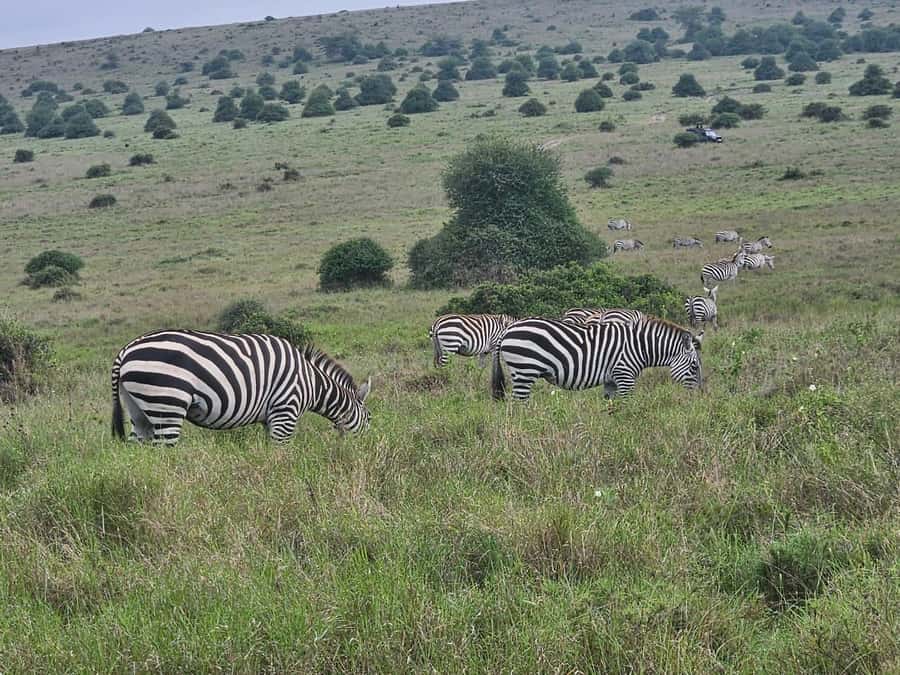 5 Hours Nairobi National Park Game Drive Tour 4x4 Open Roof - Who will enjoy this Nairobi safari