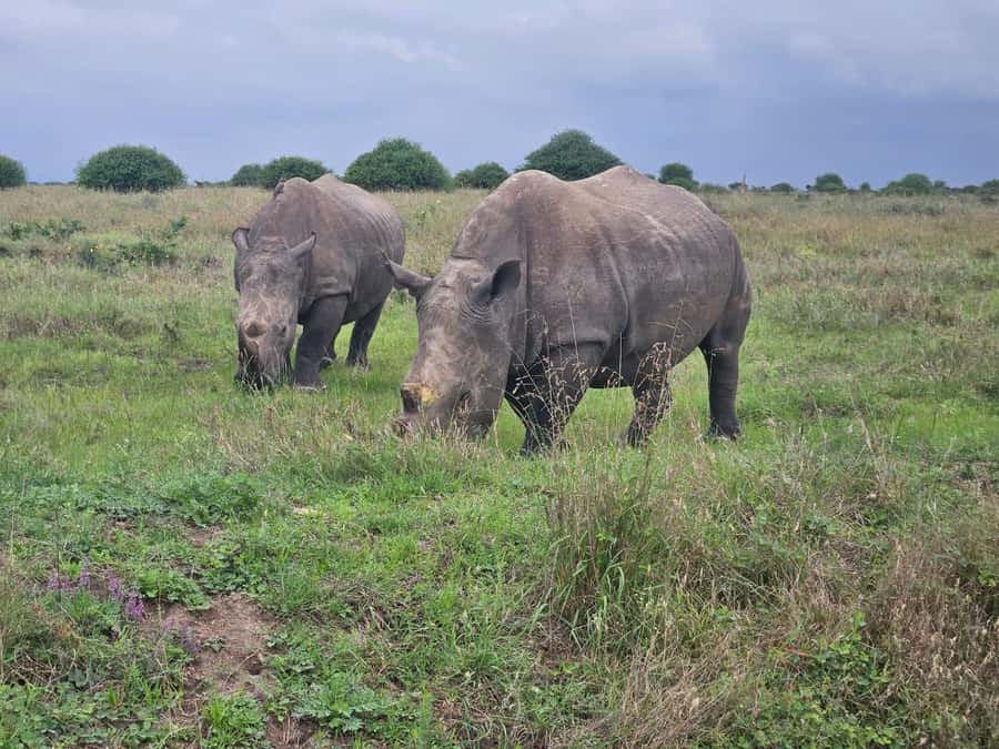 5 Hours Nairobi National Park Game Drive Tour 4x4 Open Roof - The early pickup and quick ride from Nairobi