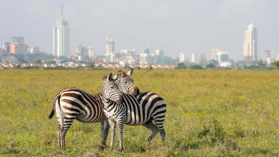 5Hrs Nairobi National Park MorningEvening Gamedrive 4x4 Van - Morning light, evening light, and animal sightings