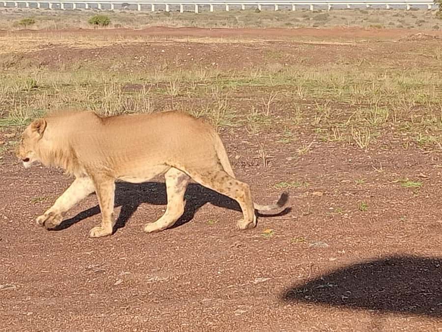 5Hrs Nairobi National Park MorningEvening Gamedrive 4x4 Van - The guide makes the difference