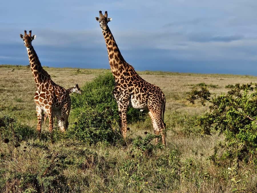 5Hrs Nairobi National Park MorningEvening Gamedrive 4x4 Van - The city skyline is part of the experience