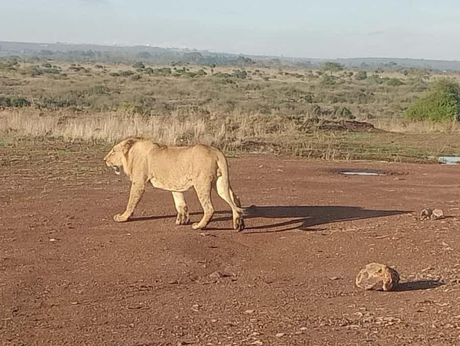 5Hrs Nairobi National Park MorningEvening Gamedrive 4x4 Van - What the $80 price really covers