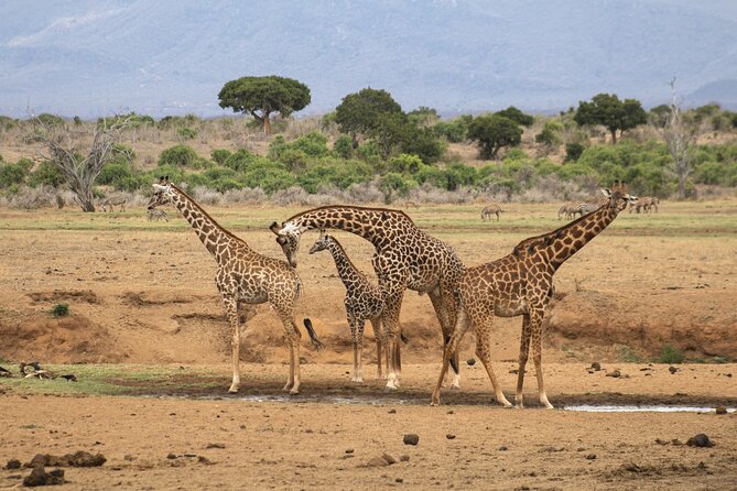 5Hrs Nairobi National Park MorningEvening gamedrive 4x4 vehicle - Morning timing and the search for lions