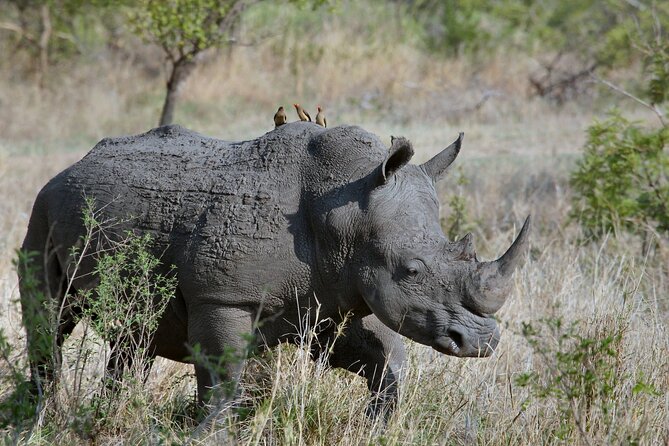 5Hrs Nairobi National Park MorningEvening gamedrive 4x4 vehicle - The 4x4 ride and comfort tradeoff