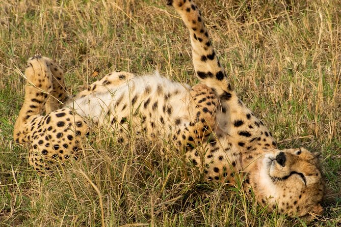 5Hrs Nairobi National Park MorningEvening gamedrive 4x4 vehicle - Kazuri Beads: a hands-on finish