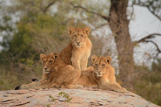 5Hrs Nairobi National Park MorningEvening gamedrive 4x4 vehicle - The price makes sense for the right kind of safari