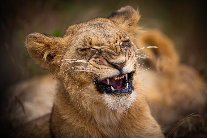 5Hrs Nairobi National Park MorningEvening gamedrive 4x4 vehicle - What you may see inside the park