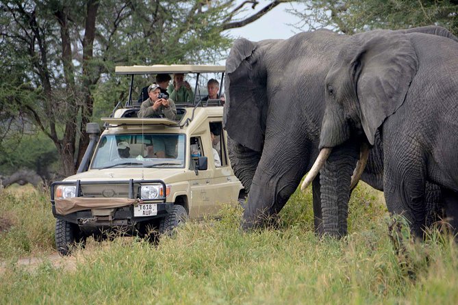 6-Day Tanzania Camping Safari: Lake Manyara, Serengeti, Ngorongoro Cater and Tarangire National Park from Arusha - Day 1: Tarangire begins with elephants and open country
