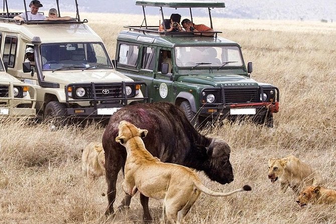 6-Day Tanzania Camping Safari: Lake Manyara, Serengeti, Ngorongoro Cater and Tarangire National Park from Arusha - Day 5: Down into Ngorongoro Crater, then onward to Lake Manyara