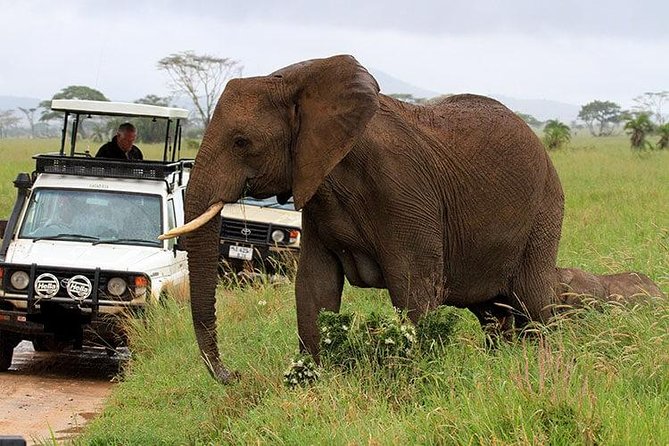 6-Day Tanzania Camping Safari: Lake Manyara, Serengeti, Ngorongoro Cater and Tarangire National Park from Arusha - What the small group changes