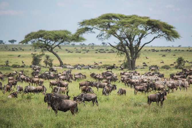 6 days 5 nights safari Ngorongoro, Serengeti and Tarangire National Parks - Three famous parks in six days