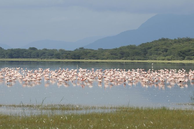 6 days 5 nights safari Ngorongoro, Serengeti and Tarangire National Parks - Day 5: A final Serengeti drive toward Ngorongoro