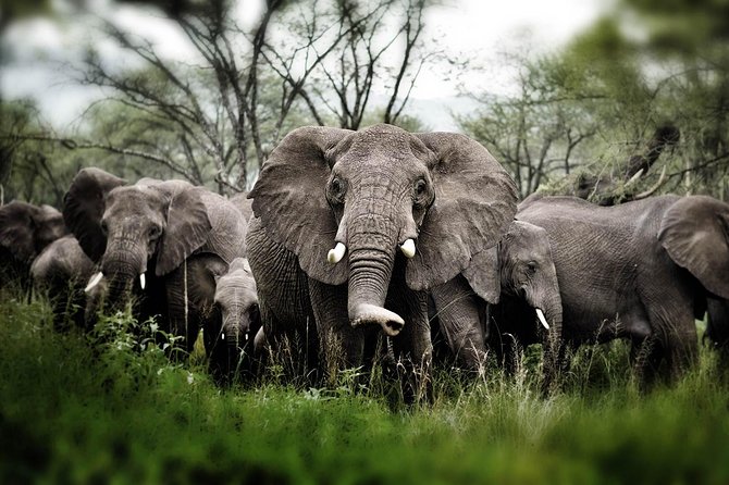 6 days 5 nights safari Ngorongoro, Serengeti and Tarangire National Parks - Day 6: Six hours inside Ngorongoro Crater