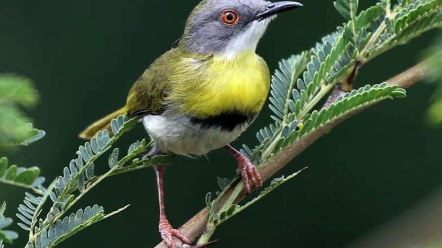 6hrs of Birdwatching in Nairobi National park - Why Nairobi National Park works so well for birding