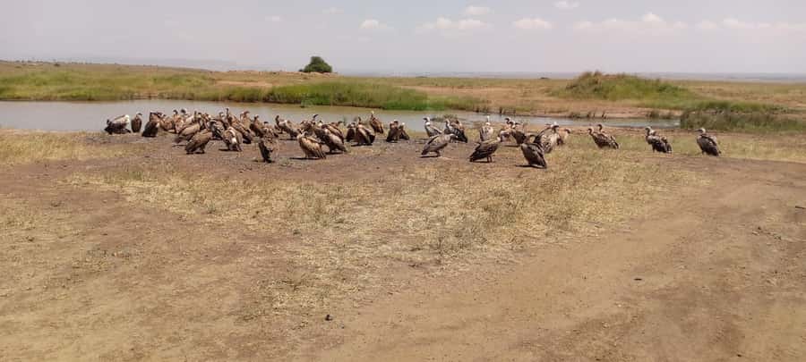 6hrs of Birdwatching in Nairobi National park - Dry forest: listen before you look