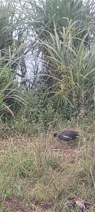 6hrs of Birdwatching in Nairobi National park - Dams and wetlands: a change of pace