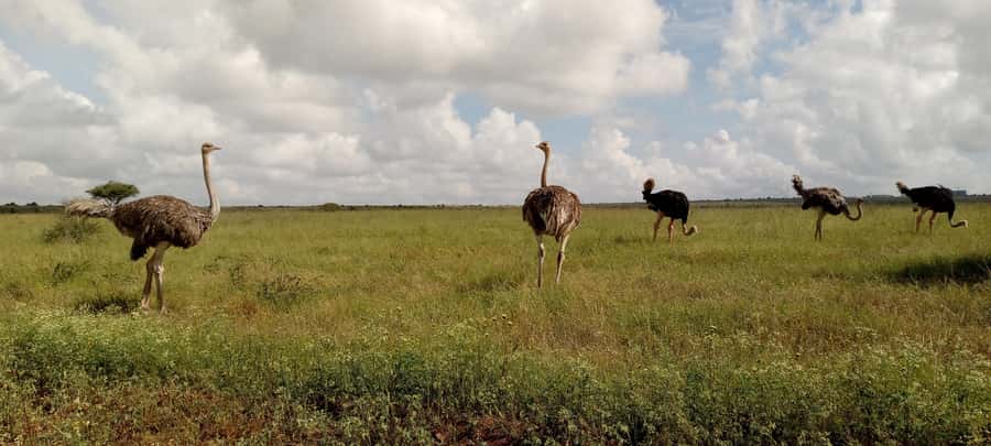 6hrs of Birdwatching in Nairobi National park - What the $450 price really covers