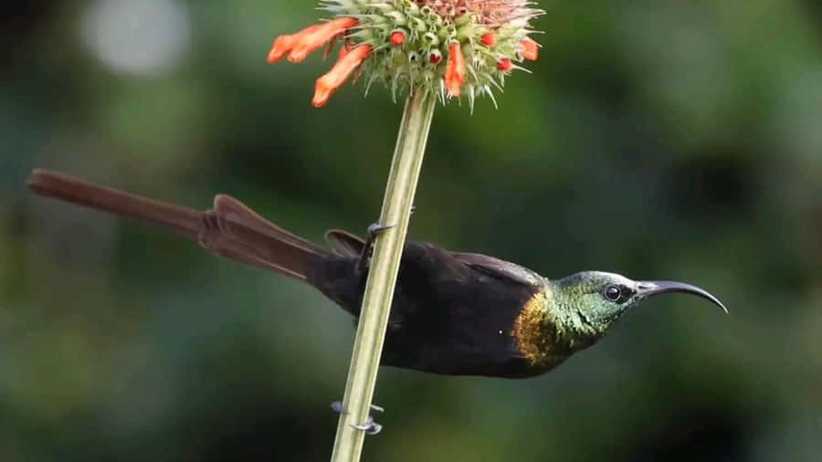 6hrs of Birdwatching in Nairobi National park - An early start from Nairobi