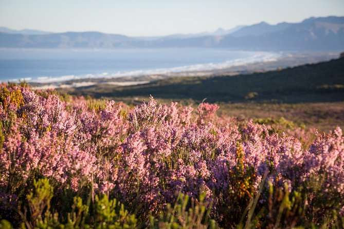 7-day Cape Town, Winelands, Garden Route and Addo National Park - Day 2: Table Mountain, wine, Cape Point, and penguins