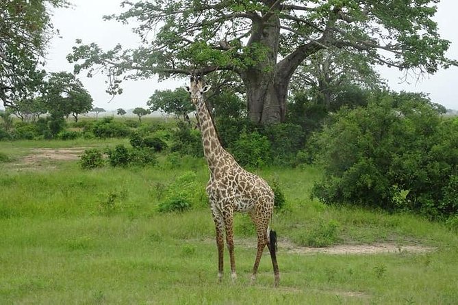 7 Day Safari To Selous, Mikumi and Ruaha National Parks + transfers - Key points to know before booking