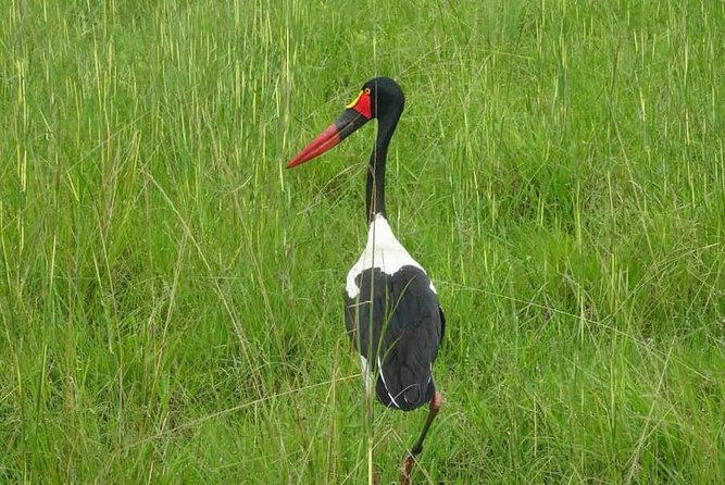7 Day Safari To Selous, Mikumi and Ruaha National Parks + transfers - Day 3: Selous to Mikumi with a Maasai cultural visit