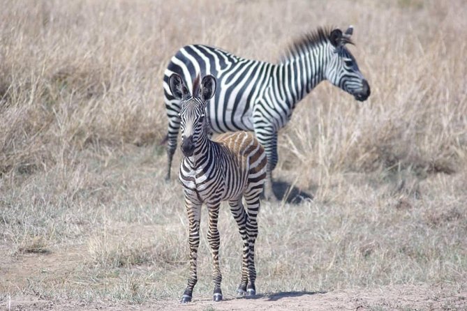 7 Day Safari To Selous, Mikumi and Ruaha National Parks + transfers - Day 4: Full-day game drive in Mikumi