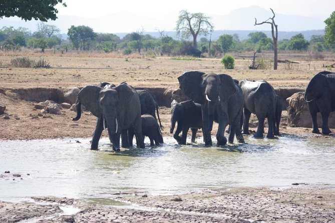 7 Day Safari To Selous, Mikumi and Ruaha National Parks + transfers - Day 5: Mikumi to Ruaha National Park