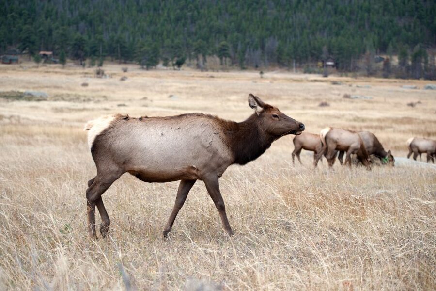 7-Day Yellowstone National Park Rocky Mountain Explorer - Day 3: Grand Teton National Park on foot