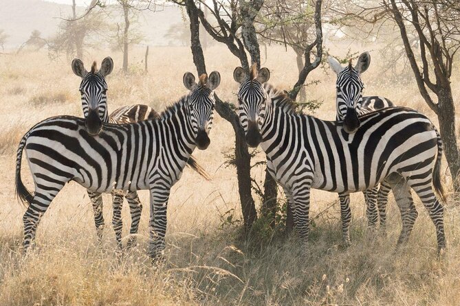 7 Days Tanganyika Wilderness Safari - Key points to know before booking