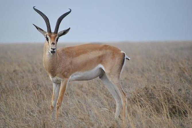 7 Days Tanganyika Wilderness Safari - Why this seven-day route works