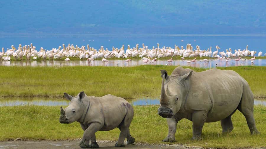 A day tour; Lake Nakuru national park& L. Naivasha Boat ride - Three hours among rhinos at Lake Nakuru